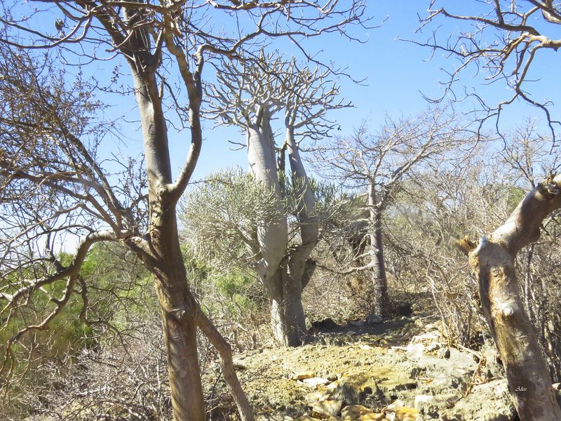Pachypodium geayi, photographed by Seig
