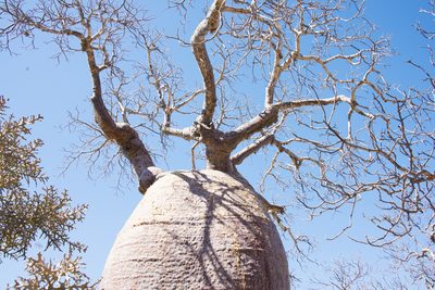 Adansonia fony, photographed by Seig