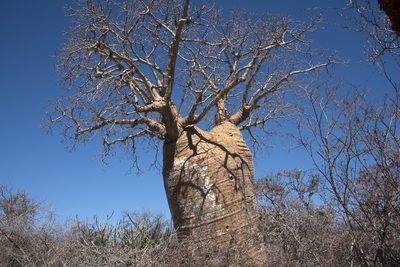 Adansonia fony, photographed by Seig