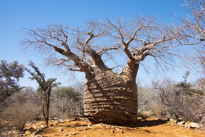 Adansonia fony, photographed by Seig