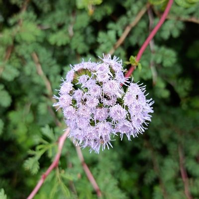 Ageratum corymbosum, photographed by Juan Carlos Fonseca Mata