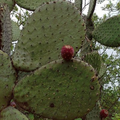 Opuntia streptacantha, photographed by Juan Carlos Fonseca Mata