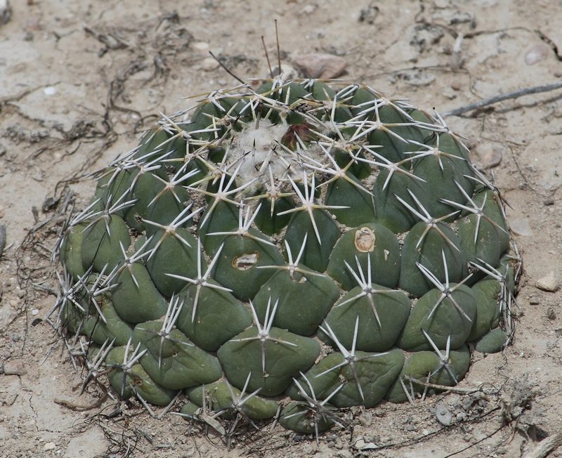 Coryphantha maiz-tablasensis, photographed by Pedro Nájera Quezada