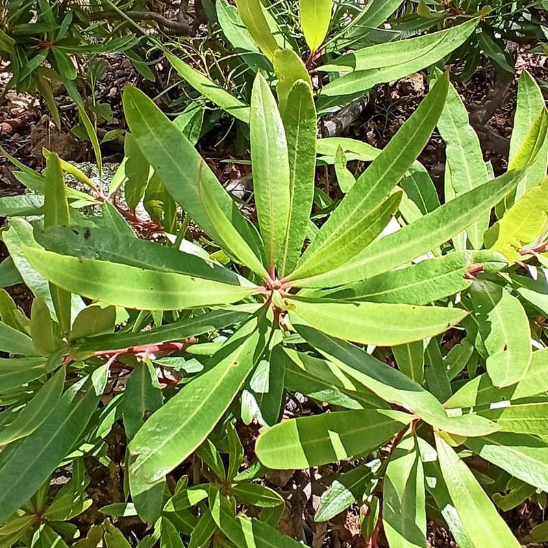 Comarostaphylis glaucescens, photographed by Juan Carlos Fonseca Mata