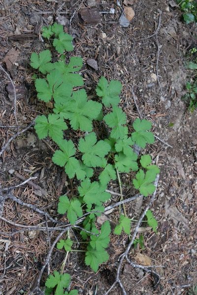 Ribes erythrocarpum, photographed by Ryan McMinds