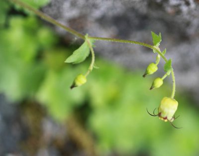 Bolandra californica, photographed by Scott Loarie