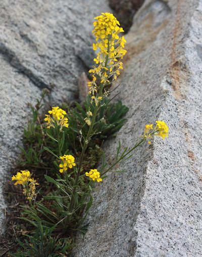 Erysimum perenne, photographed by Scott Loarie