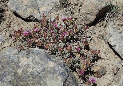 Androsace nivalis, photographed by John Brew