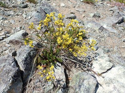 Potentilla tweedyi, photographed by John Brew