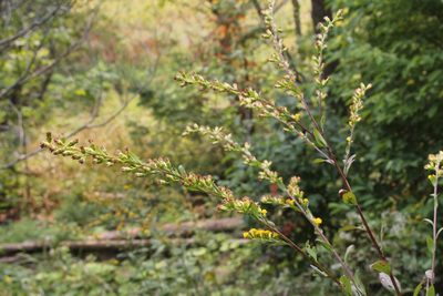 Solidago patula, photographed by Quinten Wiegersma