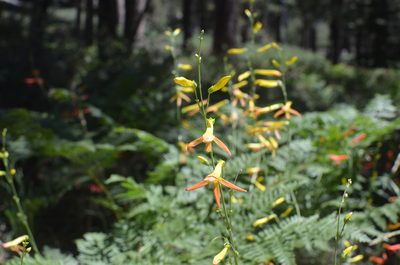 Penstemon labrosus, photographed by Mike Heine