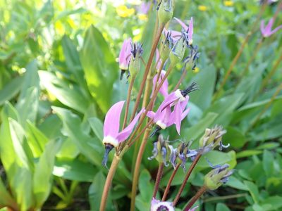 Primula jeffreyi, photographed by John Brew