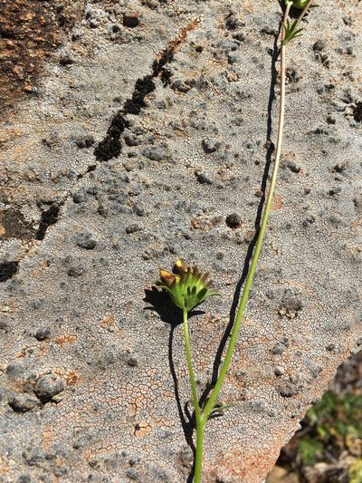 Cordylanthus pringlei, photographed by Roger Raiche