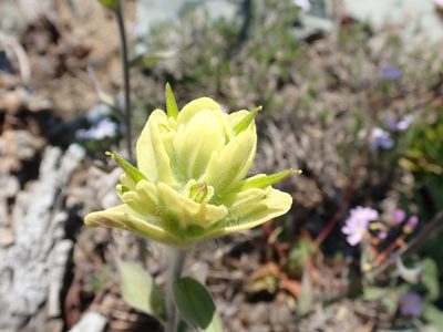 Castilleja elmeri, photographed by John Brew