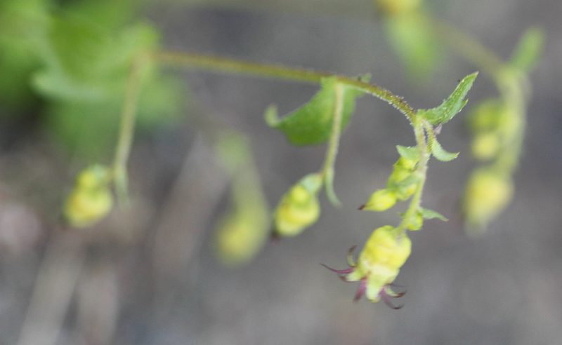 Bolandra californica, photographed by Scott Loarie