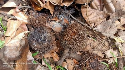 Artocarpus elasticus, photographed by Ong Jyh Seng