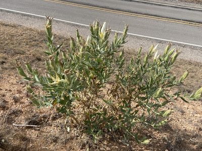 Mentzelia decapetala, photographed by Reid Hardin