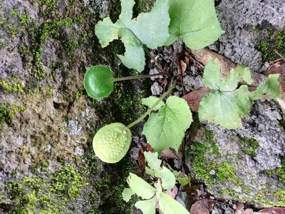Dorstenia drakena, photographed by Carlos Bolaños