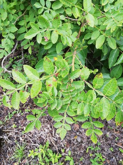 Bursera tomentosa, photographed by Carlos Bolaños