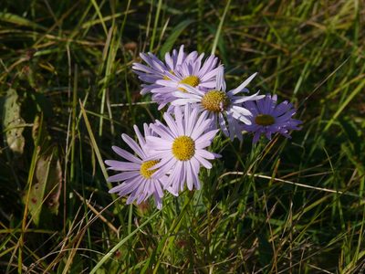 Kalimeris tatarica, photographed by Dmitry Kulakov