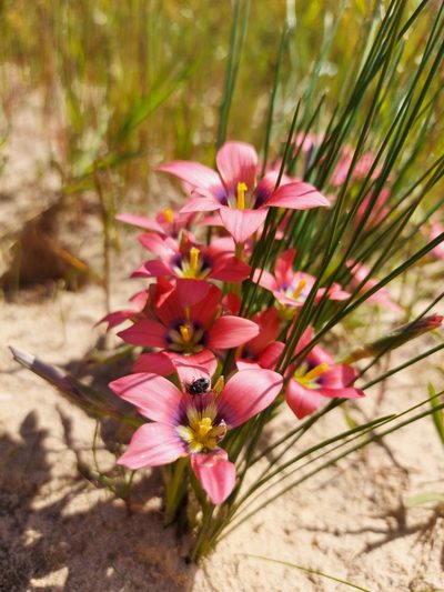 Romulea obscura, photographed by Jacques van der Merwe