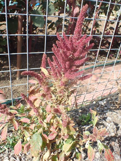 Amaranthus hypochondriacus, photographed by Robert H. Wardell