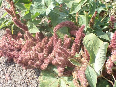 Amaranthus hypochondriacus, photographed by Robert H. Wardell