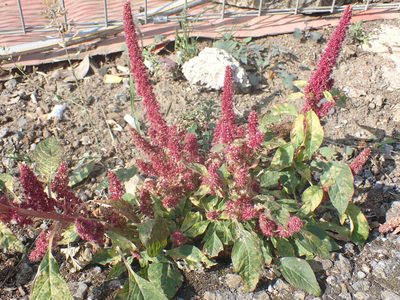 Amaranthus hypochondriacus, photographed by Robert H. Wardell