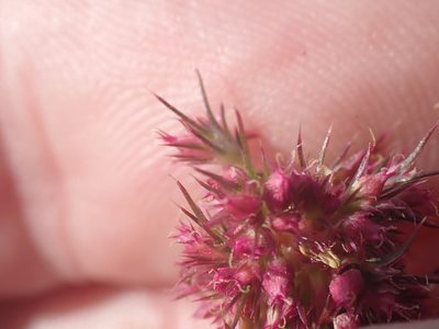 Amaranthus hypochondriacus