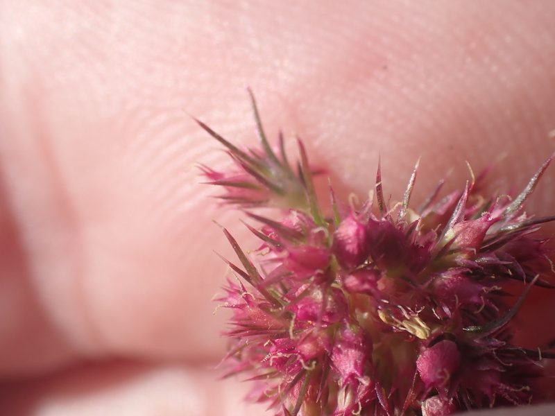 Amaranthus hypochondriacus, photographed by Robert H. Wardell