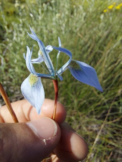 Moraea mutila, photographed by Jacques van der Merwe