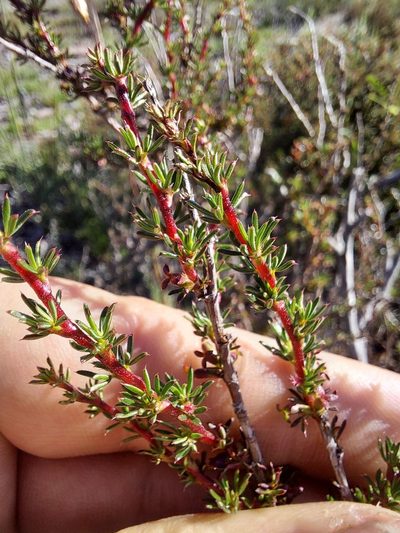 Cliffortia acockii, photographed by Jacques van der Merwe