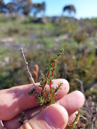 Cliffortia acockii, photographed by Jacques van der Merwe