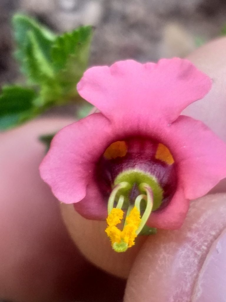 Alonsoa peduncularis, photographed by kevin koen