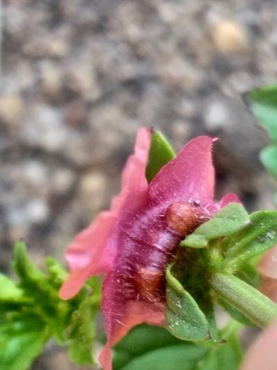 Alonsoa peduncularis, photographed by kevin koen