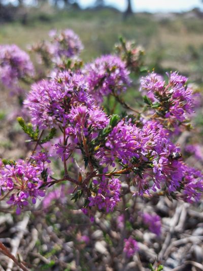 Agathosma corymbosa, photographed by Jacques van der Merwe