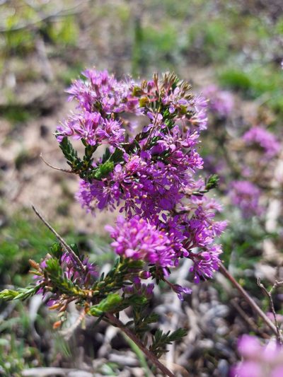 Agathosma corymbosa, photographed by Jacques van der Merwe
