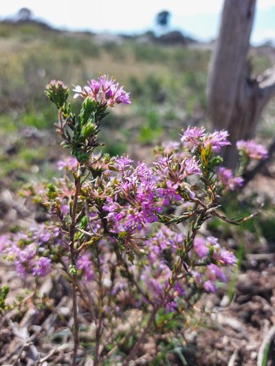 Agathosma corymbosa, photographed by Jacques van der Merwe