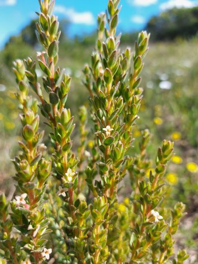 Gnidia spicata, photographed by Jacques van der Merwe