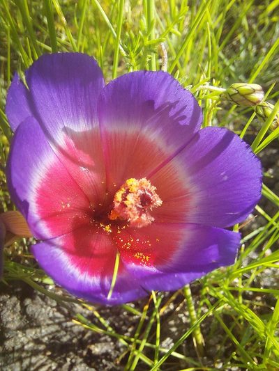 Geissorhiza eurystigma, photographed by Jacques van der Merwe
