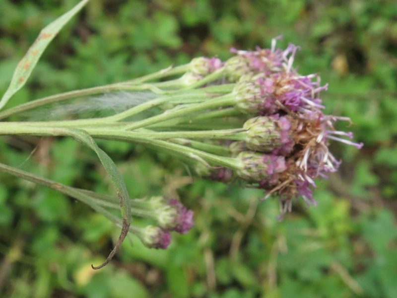 Saussurea pulchella, photographed by Repina Tatyana