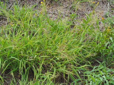 Capillipedium parviflorum, photographed by 葉子