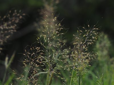 Capillipedium parviflorum, photographed by 葉子