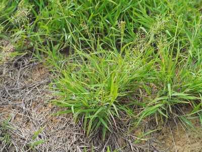 Capillipedium parviflorum, photographed by 葉子