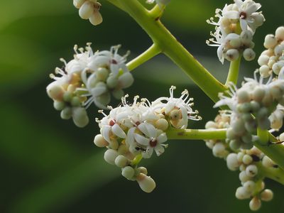 Semecarpus longifolius, photographed by 葉子
