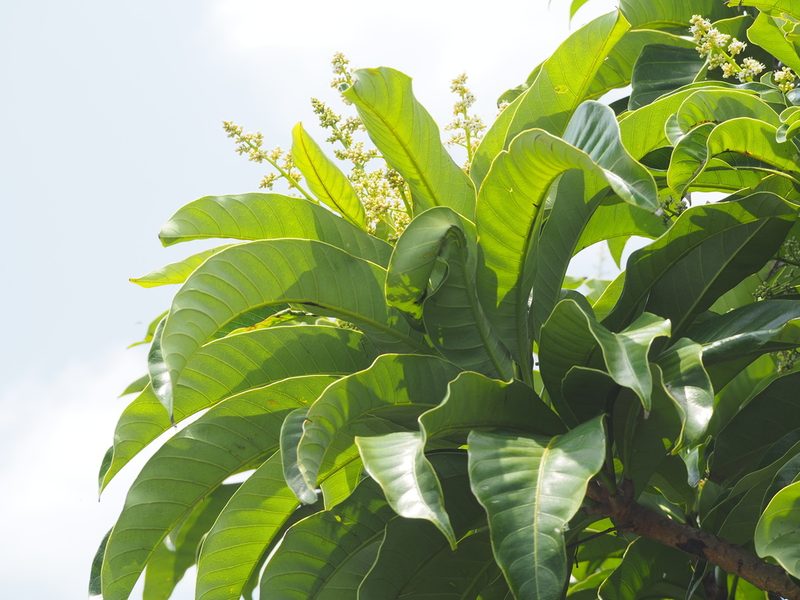 Semecarpus longifolius, photographed by 葉子