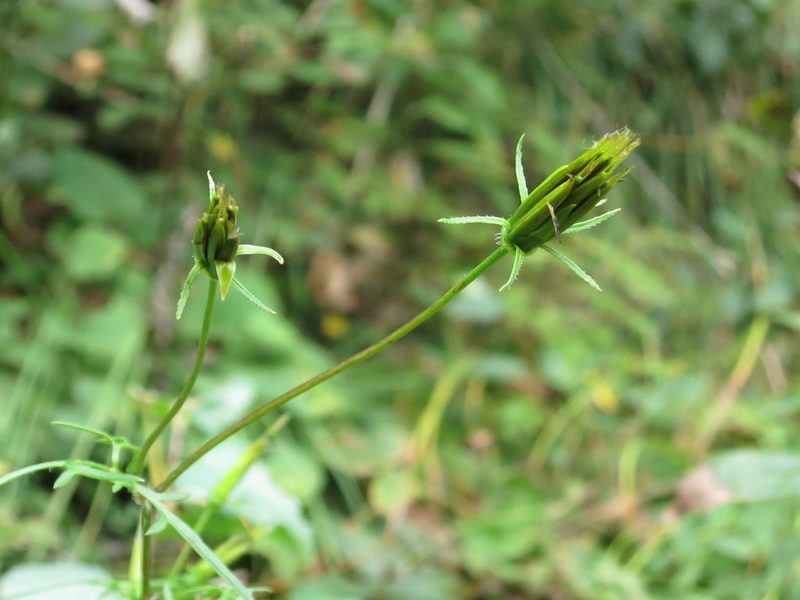 Bidens parviflora, photographed by Repina Tatyana