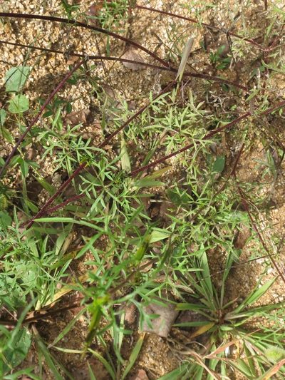 Bidens parviflora, photographed by Repina Tatyana