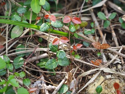 Trachelospermum asiaticum, photographed by 葉子