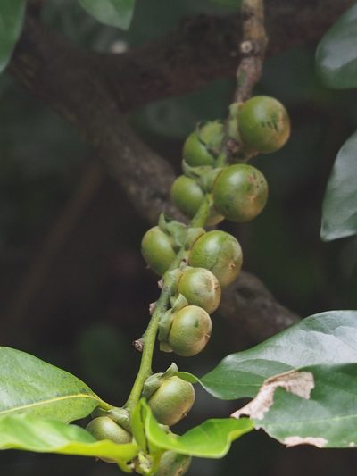 Diospyros maritima, photographed by 葉子